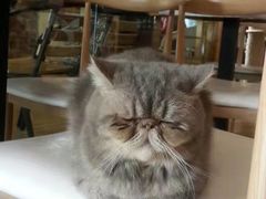 -喵园·猫主题咖啡厅·撸猫·猫咖(国贸店)