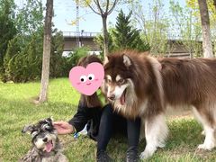 -A猫a狗全科·犬猫异宠·芥西宠物医院(南开总院)