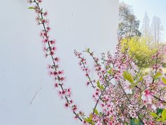 -杭州植物园