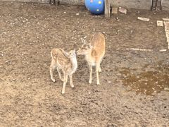 -青藏高原野生动物园