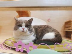 -猫宠乐园·专业洗护