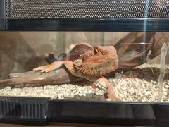 -酷以爬仙阁实体爬宠店·守宫·蜥蜴·专业繁育