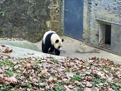 -都江堰中华大熊猫苑