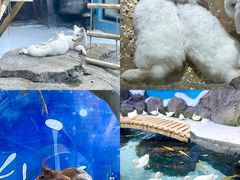 -海合安青岛极地海洋公园