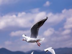 -海埂大坝