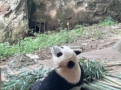 -都江堰中华大熊猫苑