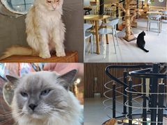 -豆逗聊愈猫阁Easy Life