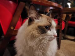 -咖法森林·咖啡  酒吧(天河店)