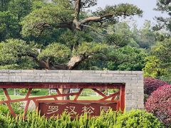 -深圳仙湖植物园