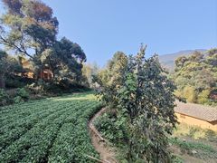 -杨家堂村