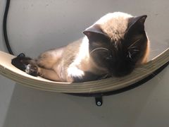 -飞行喵MR PILOT|猫舍·猫咖(静安大融城店)