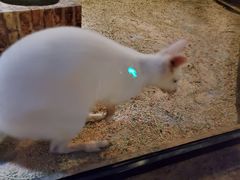 -zoonana室内动物园(东方福来德店)