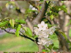 -上海共青森林公园