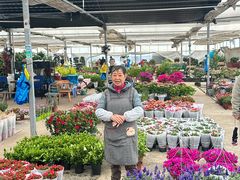 -龙大花卉苗木市场