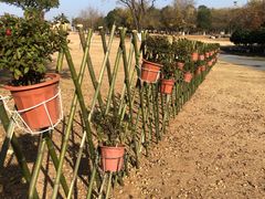 -盘龙城国家考古遗址公园