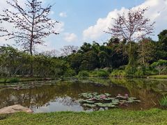 -中国科学院西双版纳热带植物园