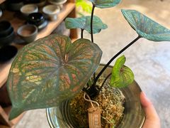 -自由生长植物工作室(深港花卉中心店)