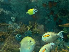 -上海海洋水族馆