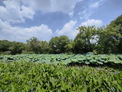 -西溪国家湿地公园