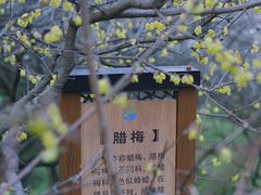 -香雪海
