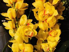 -溪岸路花鸟市场