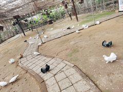 -呀路古热带植物园