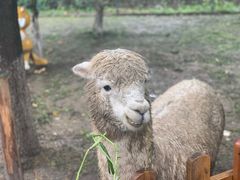 -常州淹城野生动物世界