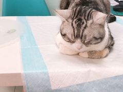 -纳吉亚猫专科动物医院博雅分院