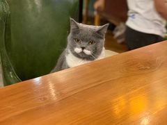 -猫小院猫主题餐厅(三里屯店)