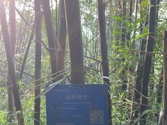 -羚羊峡古栈道森林公园