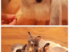 -猫猫幼稚园·撸猫·桌游·电玩