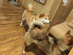 -柴务处·柴犬主题狗咖