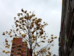 景点-黄桷坪涂鸦艺术街