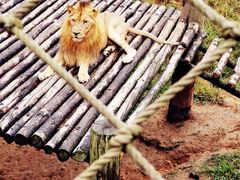 -西霞口神雕山野生动物世界