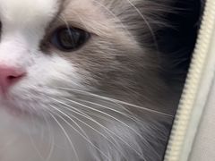 -纳吉亚猫专科动物诊疗中心(蒋宅口分院)