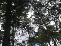 -黑龙江省森林植物园