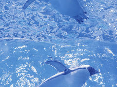 -上海海洋水族馆