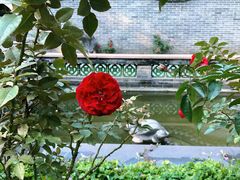 -深圳国际园林花卉博览园