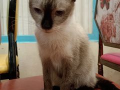 -猫小院猫主题咖啡厅(北锣店)