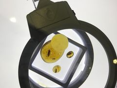 -上海昆虫博物馆