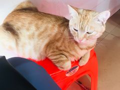 -胡椒猪肚汤(康王店)