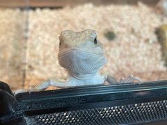 -酷以爬仙阁实体爬宠店·守宫·蜥蜴·专业繁育