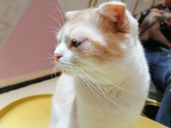 -藏猫猫咖啡主题馆(中央大道店)