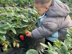 -喜杨洋草莓采摘园