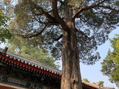 -北京艺术博物馆(万寿寺)