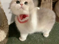 -小猫来了·猫舍(红山六九七九店)