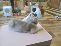 -袖虎·猫馆(体育西路店)