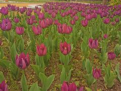 -长春公园(普阳街道)