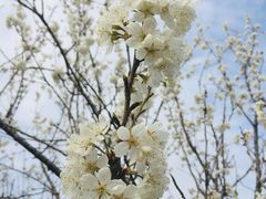 -樱桃山旅游景区