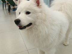 -安格丽娜·狗咖·猫咖羊驼咖(春熙路百盛商场店)